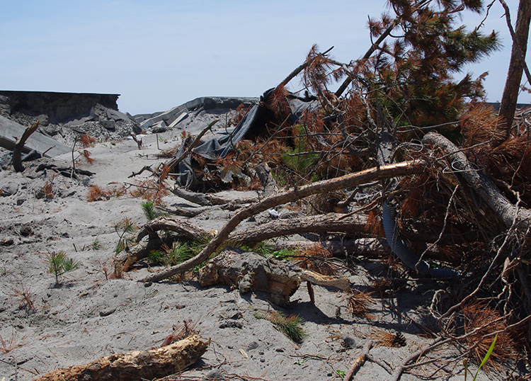 津波によって倒されたマツと壊された堤防