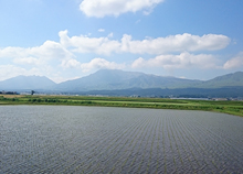 Rice paddies that stabilize the flow of a river