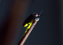 Fireflies living in the clean aquatic area