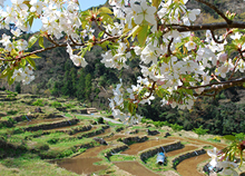 Terraced paddy fields, home to many creatures