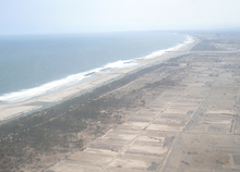 Black pine trees uprooted and wiped out by tsunami.