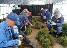 Local farmers who are provided with jobs in growing seedlings.