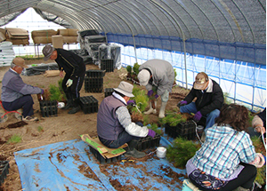 From sowing up to planting preparations are done by local farmers.