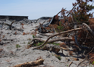 Black pine trees uprooted and dikes wiped out by tsunami