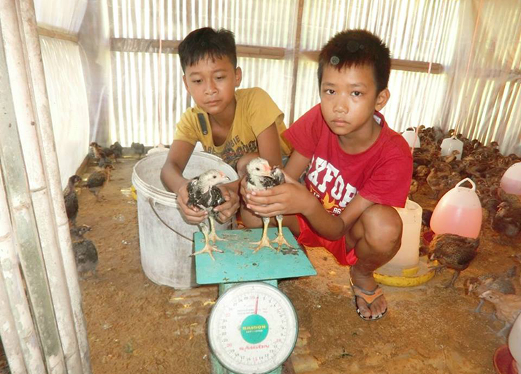 日本ハビタット協会中学校で子どもたちの給食となる鶏を育てます