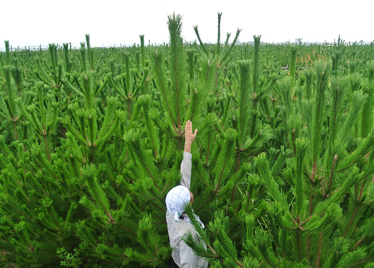 The tallest pine tree reached four meters since we planted the tree four years ago.