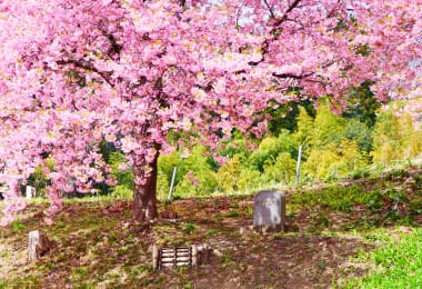 2011年11月6日に津波到達点に植樹した桜